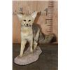 Image 4 : Life-sized CAPE FOX or Silver-Backed FOX Native to Africa on a Rocky Base