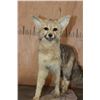 Image 5 : Life-sized CAPE FOX or Silver-Backed FOX Native to Africa on a Rocky Base