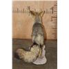 Image 7 : Life-sized CAPE FOX or Silver-Backed FOX Native to Africa on a Rocky Base
