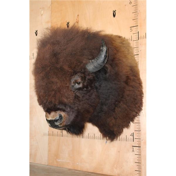 XXL BISON Shoulder Mount Taken in the Northwest Territory (Canada)