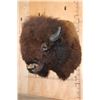Image 1 : XXL BISON Shoulder Mount Taken in the Northwest Territory (Canada)