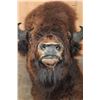 Image 9 : XXL BISON Shoulder Mount Taken in the Northwest Territory (Canada)