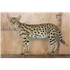 Image 1 : Life-sized SERVAL CAT on Bolts (No Base)