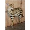 Image 2 : Life-sized SERVAL CAT on Bolts (No Base)