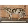 Image 4 : Life-sized SERVAL CAT on Bolts (No Base)