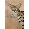 Image 5 : Life-sized SERVAL CAT on Bolts (No Base)