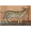 Image 6 : Life-sized SERVAL CAT on Bolts (No Base)