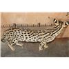 Image 7 : Life-sized SERVAL CAT on Bolts (No Base)