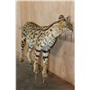 Image 8 : Life-sized SERVAL CAT on Bolts (No Base)