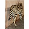 Image 9 : Life-sized SERVAL CAT on Bolts (No Base)