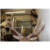 Image 13 : Big Life-sized 14-Point ELK with *Real Antlers* On Bolts (No Base)