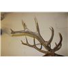Image 14 : Big Life-sized 14-Point ELK with *Real Antlers* On Bolts (No Base)