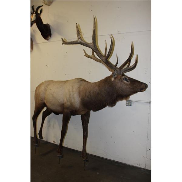 Big Life-sized 14-Point ELK with *Real Antlers* On Bolts (No Base)
