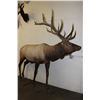 Image 1 : Big Life-sized 14-Point ELK with *Real Antlers* On Bolts (No Base)