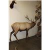 Image 2 : Big Life-sized 14-Point ELK with *Real Antlers* On Bolts (No Base)