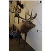 Image 3 : Big Life-sized 14-Point ELK with *Real Antlers* On Bolts (No Base)