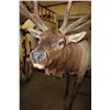 Image 5 : Big Life-sized 14-Point ELK with *Real Antlers* On Bolts (No Base)