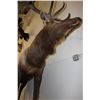 Image 8 : Big Life-sized 14-Point ELK with *Real Antlers* On Bolts (No Base)