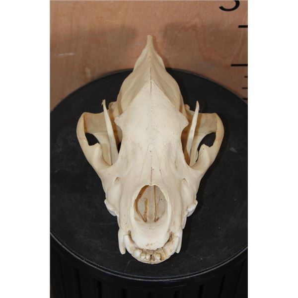 HYENA SKULL