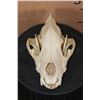Image 1 : HYENA SKULL