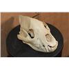 Image 3 : HYENA SKULL