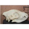 Image 5 : HYENA SKULL