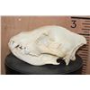 Image 6 : HYENA SKULL