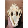 Image 7 : HYENA SKULL