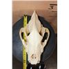 Image 8 : HYENA SKULL