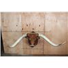 Image 14 : Huge TEXAS LONGHORN Shoulder Mount with a Big Texas Twist