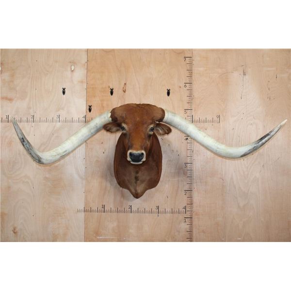 Huge TEXAS LONGHORN Shoulder Mount with a Big Texas Twist