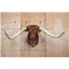 Image 1 : Huge TEXAS LONGHORN Shoulder Mount with a Big Texas Twist