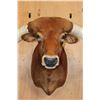 Image 6 : Huge TEXAS LONGHORN Shoulder Mount with a Big Texas Twist