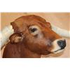 Image 8 : Huge TEXAS LONGHORN Shoulder Mount with a Big Texas Twist