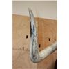 Image 9 : Huge TEXAS LONGHORN Shoulder Mount with a Big Texas Twist
