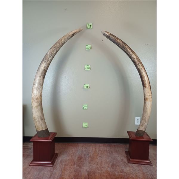 *TEXAS RESIDENTS ONLY* Set (2) of ELEPHANT IVORY TUSKS Mounted on Mahogany Bases