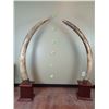 Image 1 : *TEXAS RESIDENTS ONLY* Set (2) of ELEPHANT IVORY TUSKS Mounted on Mahogany Bases