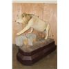 Image 12 : *TEXAS RESIDENTS ONLY* Life-sized AFRICAN LION on a Base with Wheels