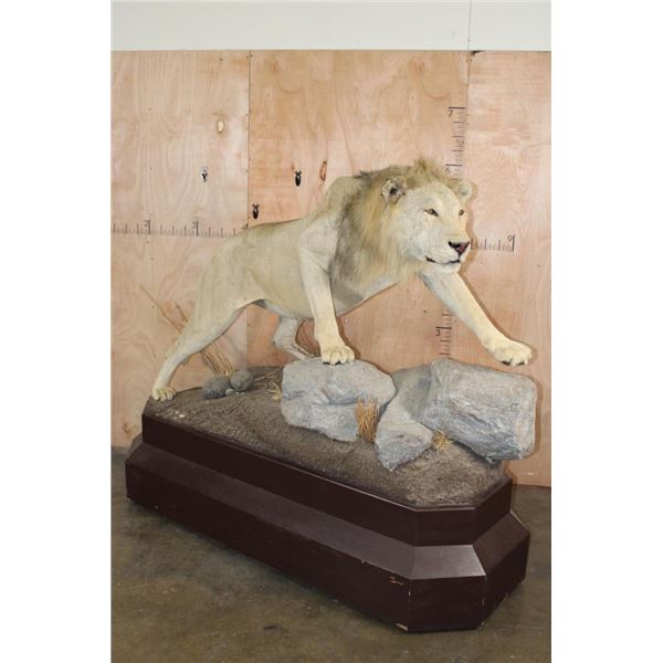 *TEXAS RESIDENTS ONLY* Life-sized AFRICAN LION on a Base with Wheels