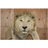 Image 4 : *TEXAS RESIDENTS ONLY* Life-sized AFRICAN LION on a Base with Wheels