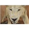 Image 5 : *TEXAS RESIDENTS ONLY* Life-sized AFRICAN LION on a Base with Wheels