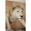 Image 6 : *TEXAS RESIDENTS ONLY* Life-sized AFRICAN LION on a Base with Wheels