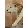 Image 7 : *TEXAS RESIDENTS ONLY* Life-sized AFRICAN LION on a Base with Wheels