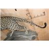 Image 11 : *TEXAS RESIDENTS ONLY* Life-sized LEOPARD on a Log Wall Hanging Base