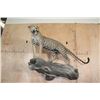 Image 12 : *TEXAS RESIDENTS ONLY* Life-sized LEOPARD on a Log Wall Hanging Base