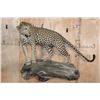 Image 4 : *TEXAS RESIDENTS ONLY* Life-sized LEOPARD on a Log Wall Hanging Base
