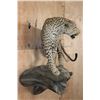Image 5 : *TEXAS RESIDENTS ONLY* Life-sized LEOPARD on a Log Wall Hanging Base