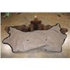 Image 12 : XL BROWN BEAR Rug with Its Mounted Head, Double Felt and Canvas Backing