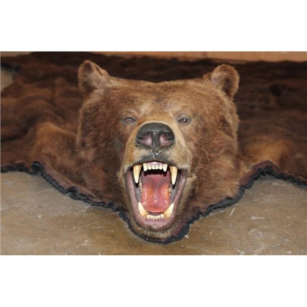 XL BROWN BEAR Rug with Its Mounted Head, Double Felt and Canvas Backing