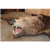 Image 4 : XL BROWN BEAR Rug with Its Mounted Head, Double Felt and Canvas Backing
